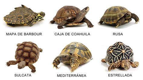 Tortugas de tierra PenalbaWeb.com