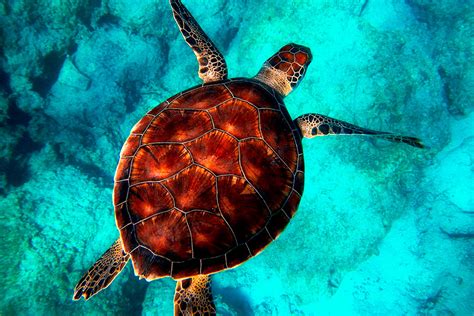 Tortugas PenalbaWeb.com