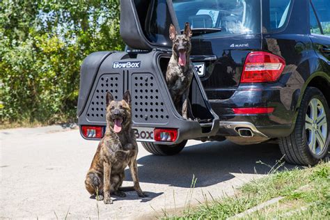 Towbox dog PenalbaWeb.com