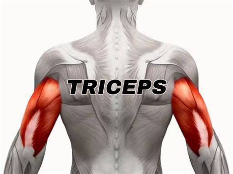 Triceps PenalbaWeb.com