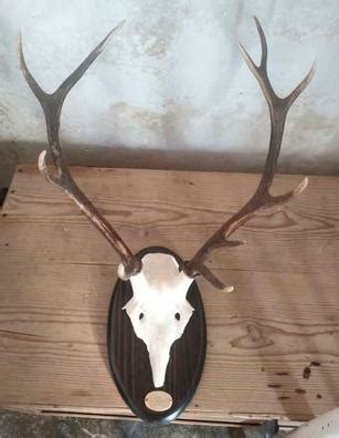 Trofeos venado PenalbaWeb.com