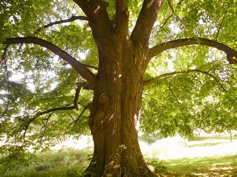 Troncos arbol PenalbaWeb.com