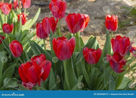 Tulipa roja PenalbaWeb.com