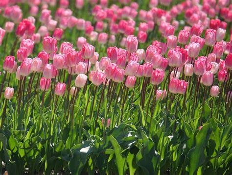 Tulipanes PenalbaWeb.com