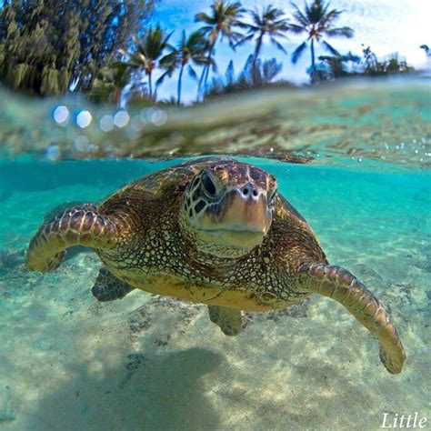 Turtles PenalbaWeb.com