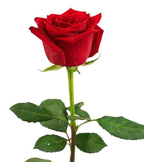 Una rosa PenalbaWeb.com