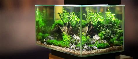 Urnas acuario PenalbaWeb.com