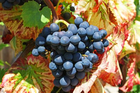 Uva mencia PenalbaWeb.com