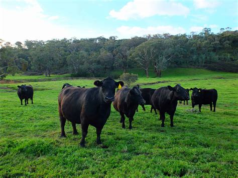 Vacas angus PenalbaWeb.com