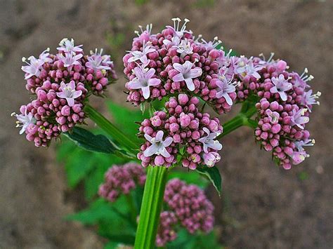 Valeriana PenalbaWeb.com