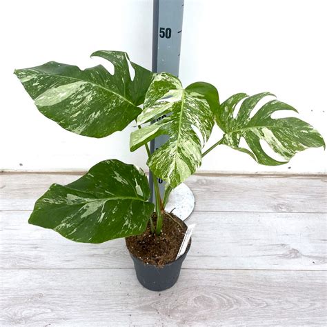 Variegata PenalbaWeb.com