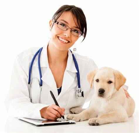 Veterinario PenalbaWeb.com