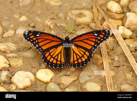 Viceroy PenalbaWeb.com