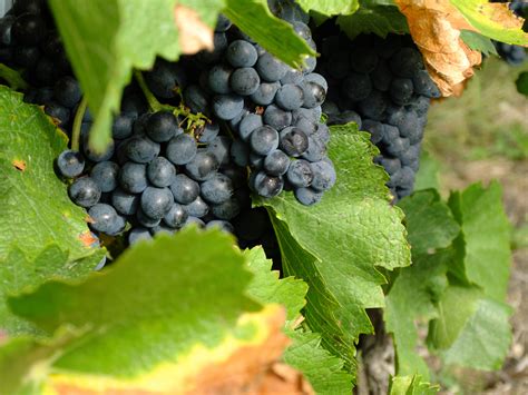 Vino la planta PenalbaWeb.com