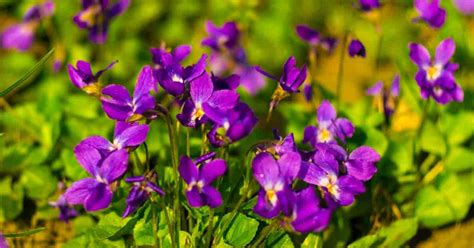 Viola odorata PenalbaWeb.com