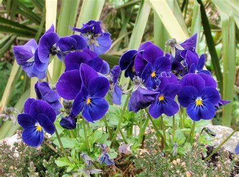 Violetas PenalbaWeb.com