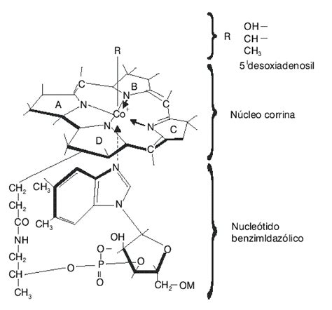 Vitamina b12 PenalbaWeb.com