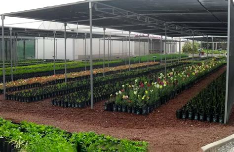 Vivero plantas PenalbaWeb.com
