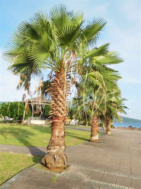 Washingtonia robusta PenalbaWeb.com