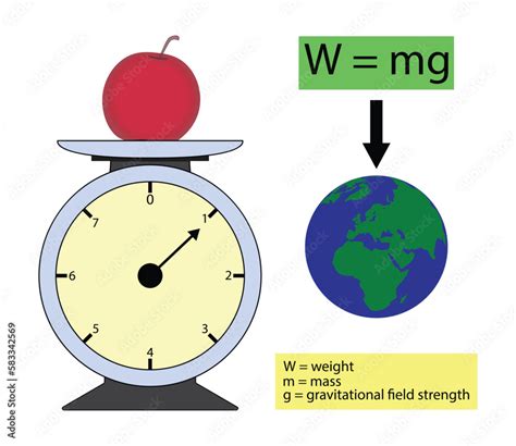 Weight PenalbaWeb.com