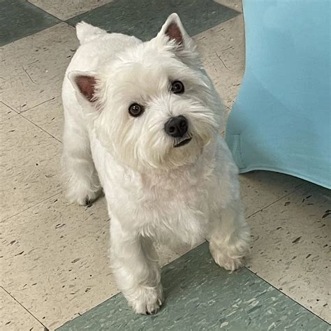West highland terrier PenalbaWeb.com