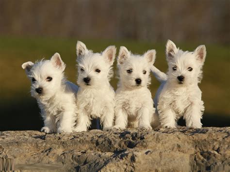 West highland white terrier PenalbaWeb.com