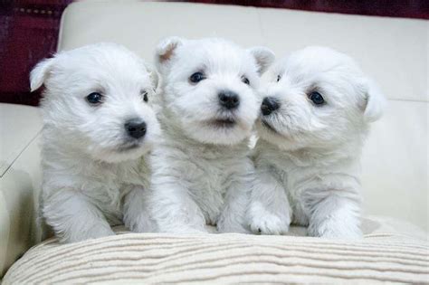 Westie cachorros PenalbaWeb.com