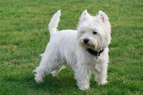 Westy terrier PenalbaWeb.com