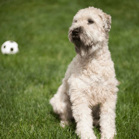 Wheaten PenalbaWeb.com