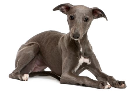 Whippet cachorro PenalbaWeb.com