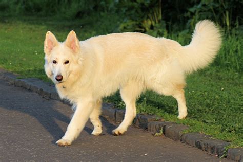 White german shepherd PenalbaWeb.com