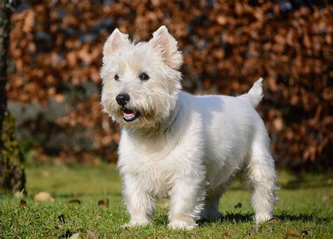 White highland terrier PenalbaWeb.com