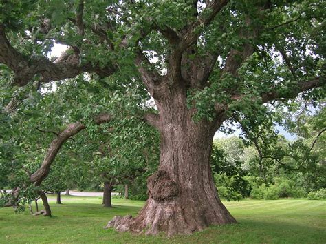 White oak PenalbaWeb.com