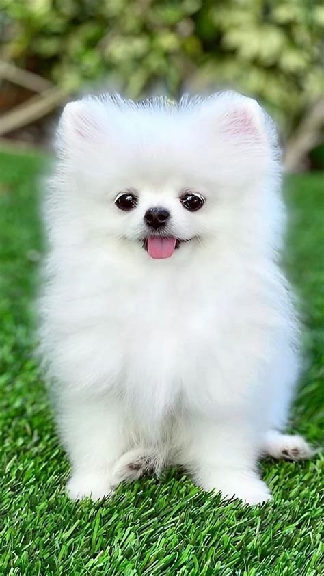 White pomeranian puppies PenalbaWeb.com