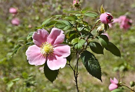 Wild rose b PenalbaWeb.com
