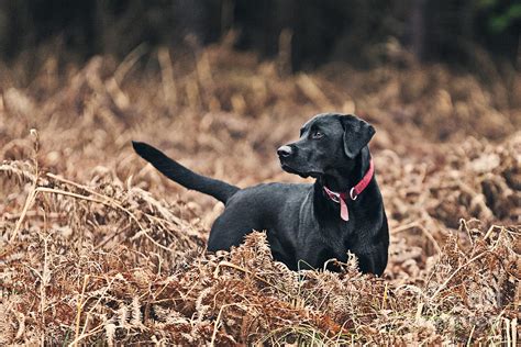 Working black labrador PenalbaWeb.com
