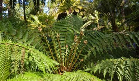 Xaxim PenalbaWeb.com