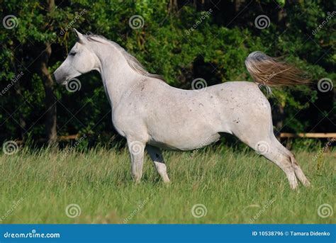 Yegua arabe PenalbaWeb.com