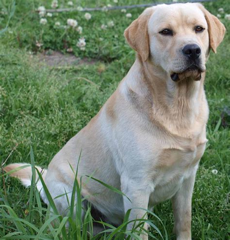 Yellow labrador PenalbaWeb.com