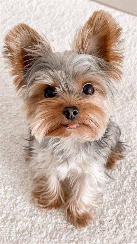 Yorkie PenalbaWeb.com