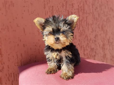 Yorkshire pedigree PenalbaWeb.com