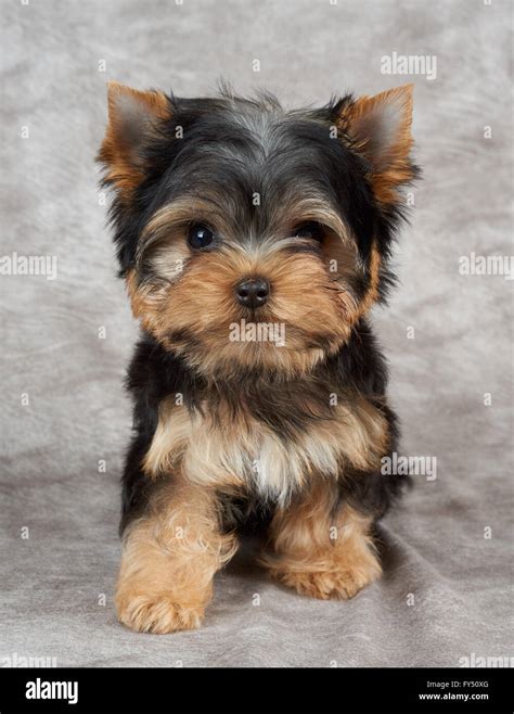Yorkshire terrier toy PenalbaWeb.com