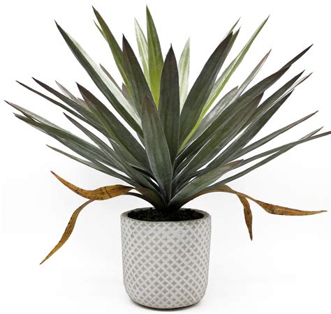 Yuca artificial PenalbaWeb.com