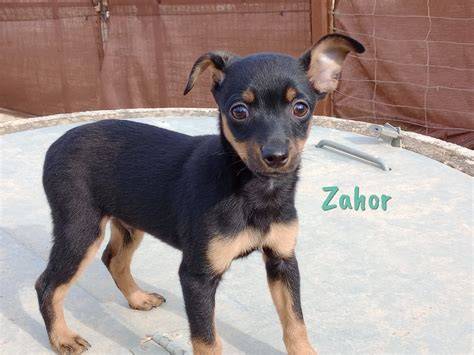 Zahor PenalbaWeb.com