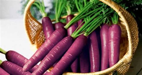 Zanahoria morada PenalbaWeb.com