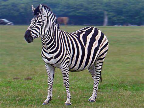 Zebra animal PenalbaWeb.com